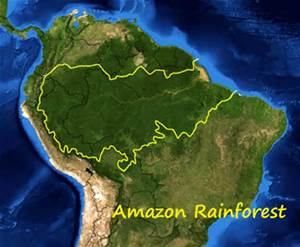Latex mattress native to Brazil amazon rainforest highest best quality